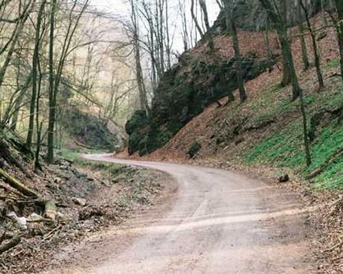 Sequence-based generative AI design of versatile tryptophan synthases