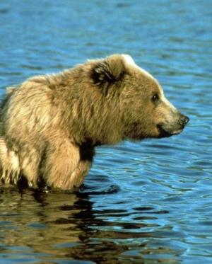 Kevin Liu